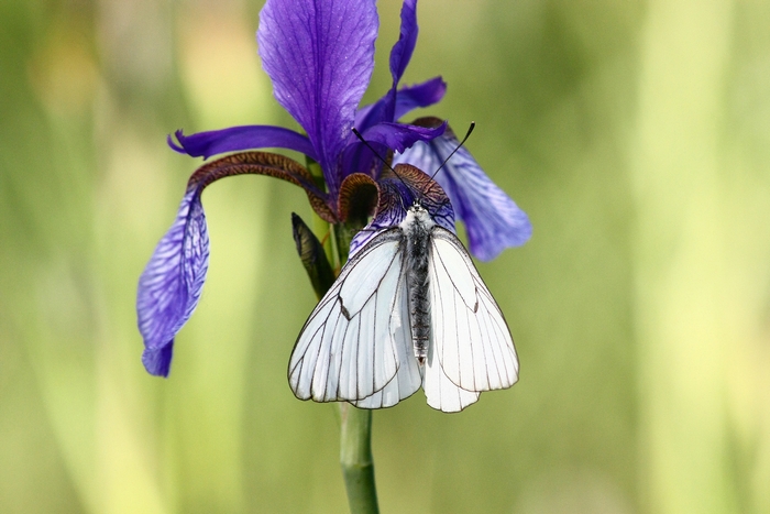 iris e farfalle